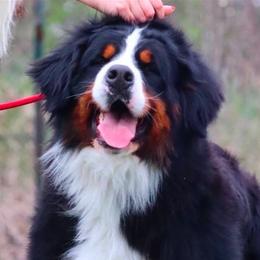 Molly - Bernese Mountain Dog