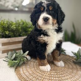 Bernedoodle and Goldendoodle Puppies from Apricot Roots Doodles