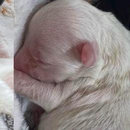 Casper - Cream male Goldendoodle puppy in Boaz, Alabama from Doodles All Day