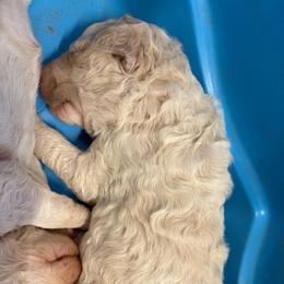 Girl 3 - Parti female Goldendoodle puppy in Lumberton, Texas from Southeast Texas Goldendoodles