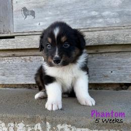 Phantom - Black tri-color female Australian Shepherd puppy in El Dorado Springs, Missouri from OR Aussies