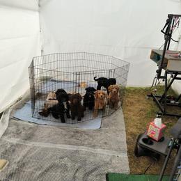Australian Cobberdog Puppies from Lively Acres Cobberdogs