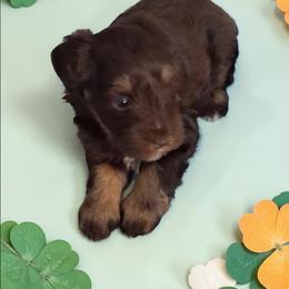 Benji - Liver male Miniature Schnauzer puppy in Clemmons, North Carolina from Schnauzer Snobs
