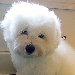 Coton de Tulear Puppies from Windy City Coton