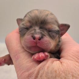 Girl 1 - Blue merle female Chihuahua puppy in Clinton, Missouri from RockyTop Hearts