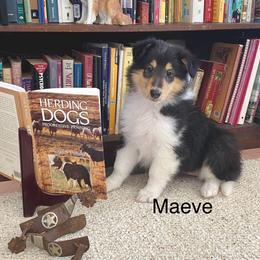 Maeve - Black white and tan female Collie puppy in Hinckley, Minnesota from Rusty Spur Collies