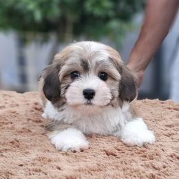 Cavachon, Cavalier King Charles Spaniel, Cavapoo, and Havanese Puppies from Peaks Pups & Cavachon Love Chocolate Cavaliers, Cavaliers, Cavachon’s, Cavapoos & Havanese