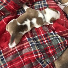 Boy 4 - Red and white male Staffordshire Bull Terrier puppy in Port Saint Lucie, Florida from Southern Staffies