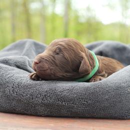 Kelvey O'Sally - Chocolate male Labradoodle puppy in Rock Island, Tennessee from Harvest Sky Kennels