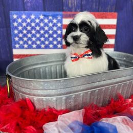 Companion Cross Puppies from Puppies Full of Love
