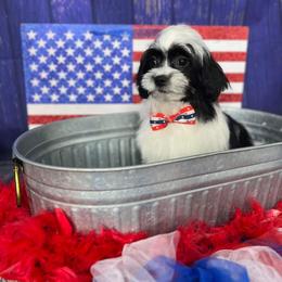 Companion Cross Puppies from Puppies Full of Love
