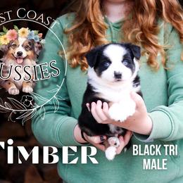 Timber - Black tri male Miniature American Shepherd puppy in Ferndale, California from Lost Coast Aussies