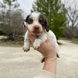 Brownie - Piebald male Dachshund puppy in Wamego, Kansas from Doodles of Oz