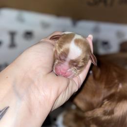 Cavalier King Charles Spaniel Puppies from Cassie’s Cavaliers