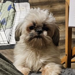 Ti Luenge - Shih Tzu