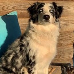 Maisy - Australian Shepherd