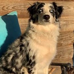 Maisy - Australian Shepherd