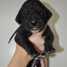 Rowan's Creek - Black and white female Great Dane puppy in Chapmansboro, Tennessee from Balthrop Bend Farms