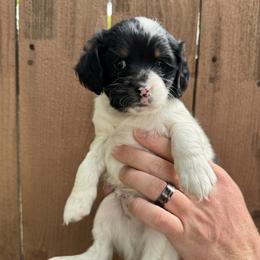 Pongo - Black and white male Cockapoo puppy in Ladera Ranch, California from Cookie Cocker Farms