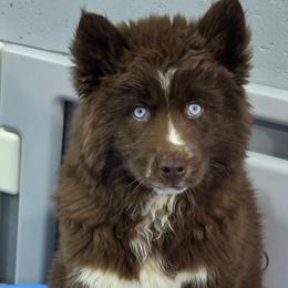 Abbie - Red and white female Siberian Husky puppy in East Tawas, Michigan from BurnsBerg's Woolies