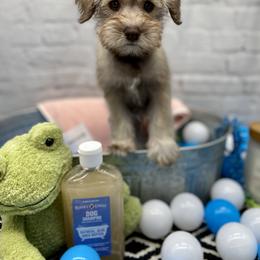 Miniature Schnauzer Puppies from Schnauzers on Robinson Lane