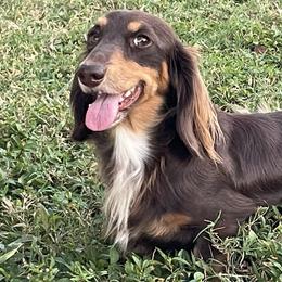 Gabby - Dachshund