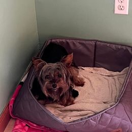 Luna - Yorkshire Terrier