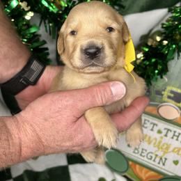Yellow Collar - Female 2 - Golden female Golden Retriever puppy in Bonanza, Oregon from Gold 'N Dust Ranch