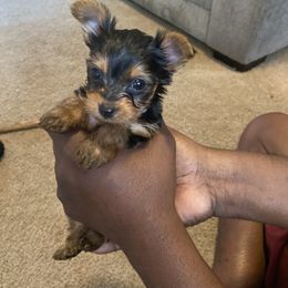 Cane Corso and Yorkshire Terrier Puppies from Alldae Guardians