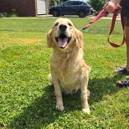 Freya - Golden Retriever