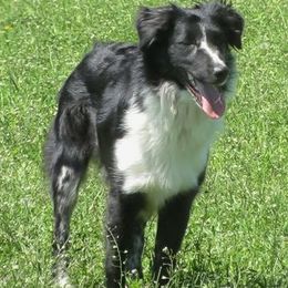 Australian Shepherds from C-Me Working Australian Shepherds