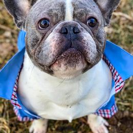 French Bulldogs from Bisou Bulldogs