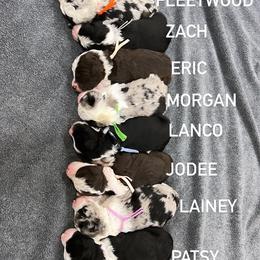 Aussiedoodle and Australian Shepherd Puppies from Junipersdoodles