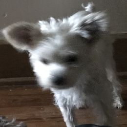 Simba - Yorkshire Terrier
