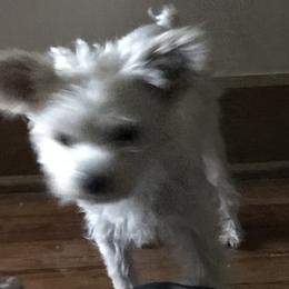Simba - Yorkshire Terrier