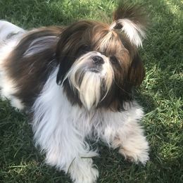 Shih Tzu All Grown Up from AKC Shih Tzu of California