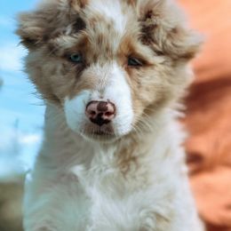 Australian Shepherd All Grown Up from Drayton Australian Shepherds