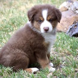 Grumpy - Red tri male Miniature Australian Shepherd puppy in Evant, Texas from Lazy VT Bar Ranch