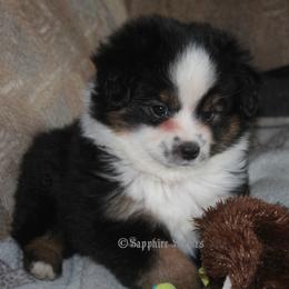 Miniature Australian Shepherd and Toy Australian Shepherd Puppies from Sapphire Stables