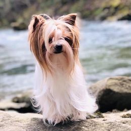 River - Yorkshire Terrier