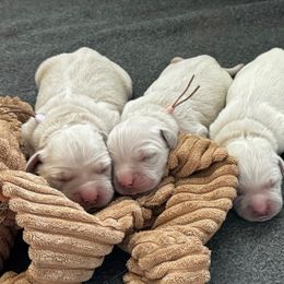 Golden Retriever Puppies from Lakemist Retrievers