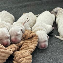 Golden Retriever Puppies from Lakemist Retrievers