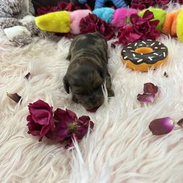 Dachshund Puppies from Gulfishan Kennels