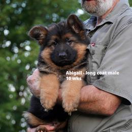 Blue collar - Black and red male German Shepherd puppy in Chrisney, Indiana from Indiana German Shepherds
