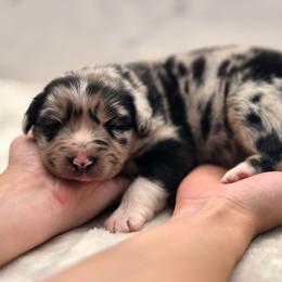Australian Shepherd puppies from Aloe Aussies