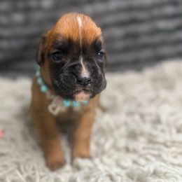 Sugar - Fawn female Boxer puppy in Russellville, Missouri from Soaring Royalty Canines LLC