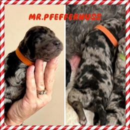Mr. Pfeffernuss - Merle male Goldendoodle puppy in Millersville, Pennsylvania from Love at First Doodle