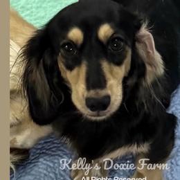 Sasha - Dachshund