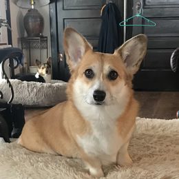 Peach - Pembroke Welsh Corgi