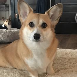 Peach - Pembroke Welsh Corgi